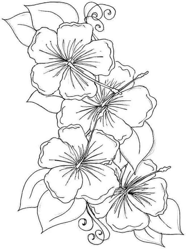 Hibiscus Flower Coloring Pages Download And Print