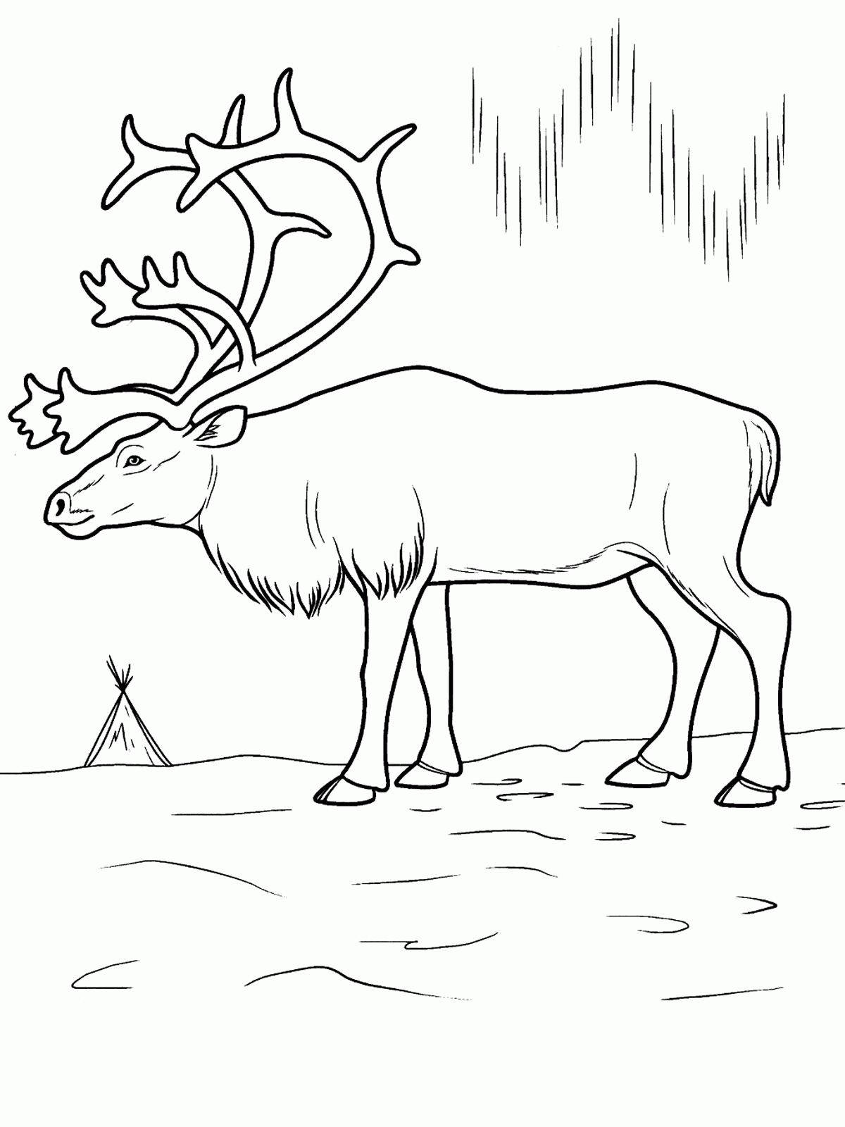 outline-arctic-animals-set-for-coloring-page-vector-image