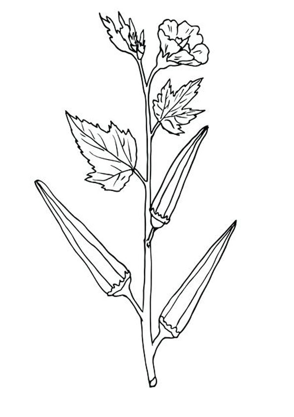 Coloring Pages | Lady Finger plant Coloring Page