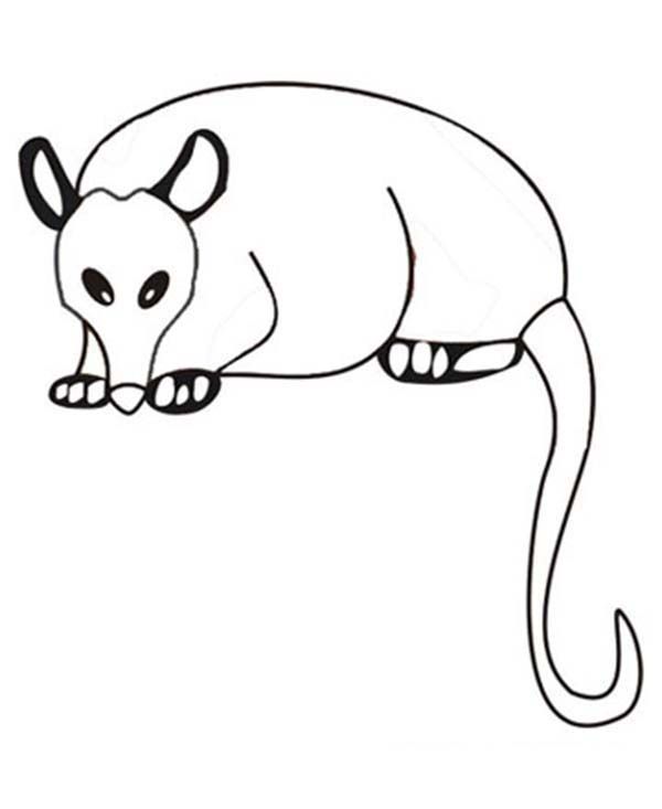 Possum Eating Carrot Coloring Page | Color Luna