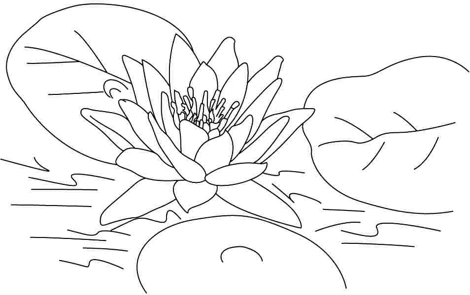 7 Pics of Lotus Flowers Coloring Page - Lotus Flower Coloring ...