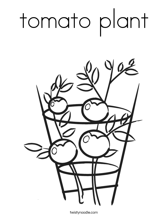 tomato plant Coloring Page - Twisty Noodle
