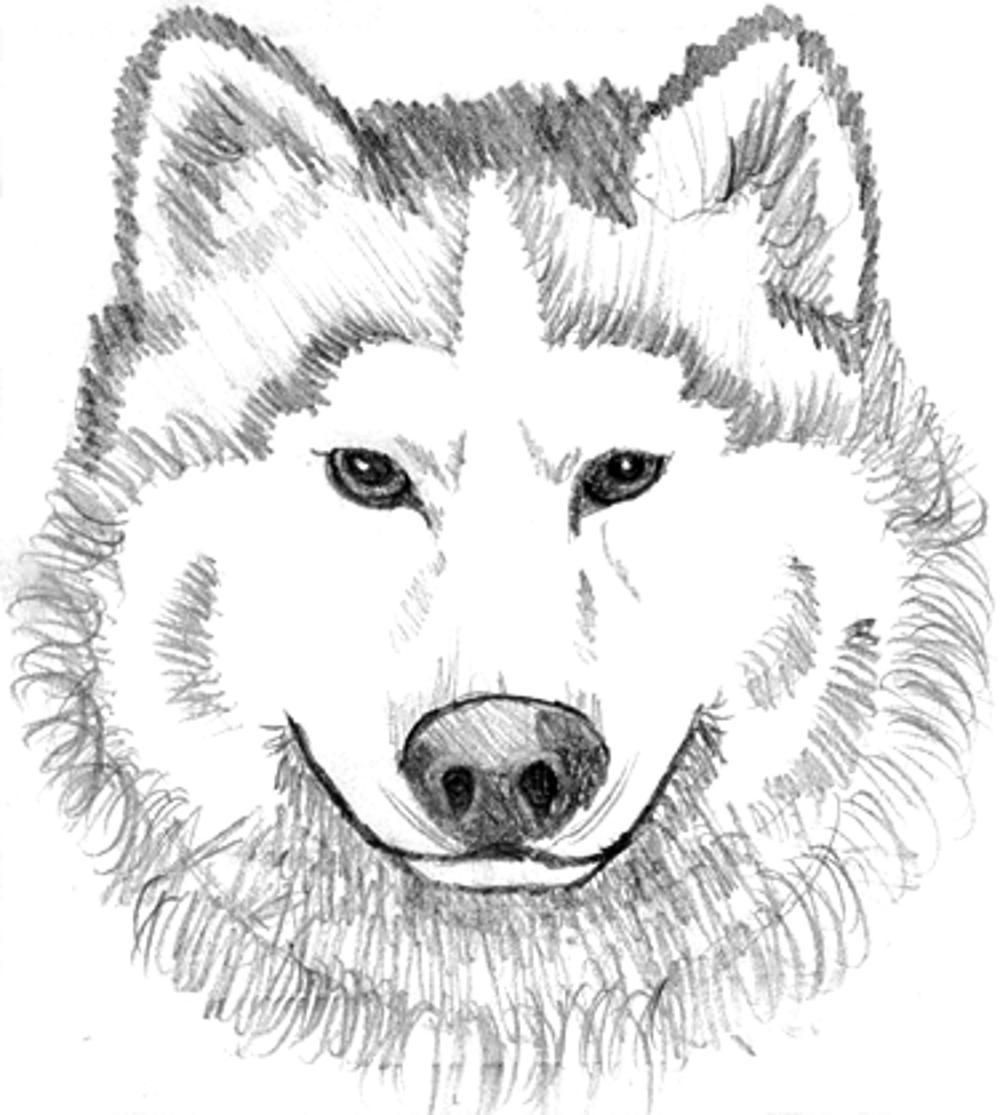Baby Wolf Coloring Pages - Printable Kids Colouring Pages - Coloring Home