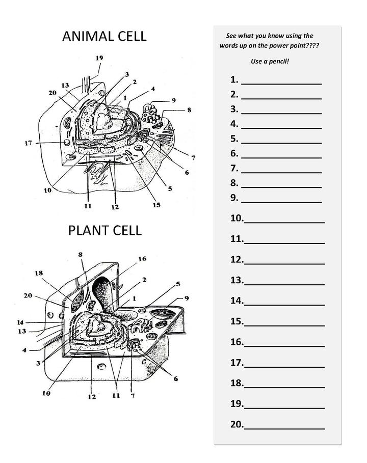 Plant And Animal Cell Coloring Pages - Coloring Home