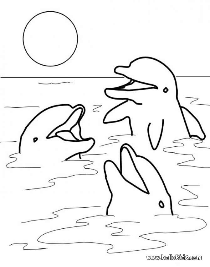 Coloring Pages Adults Dolphins Home Kids Dolphin