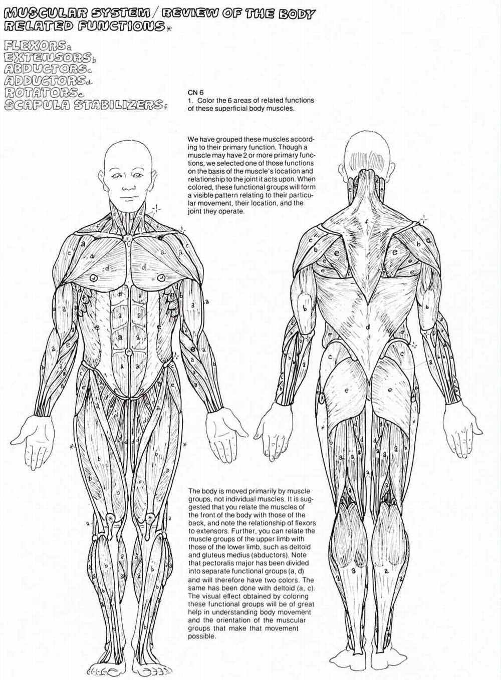 The Muscular System Coloring Pages Coloring Home