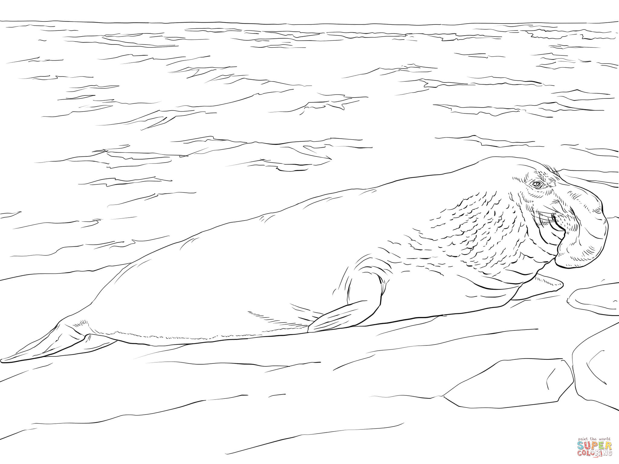 Elephant Seal on the Shore coloring page