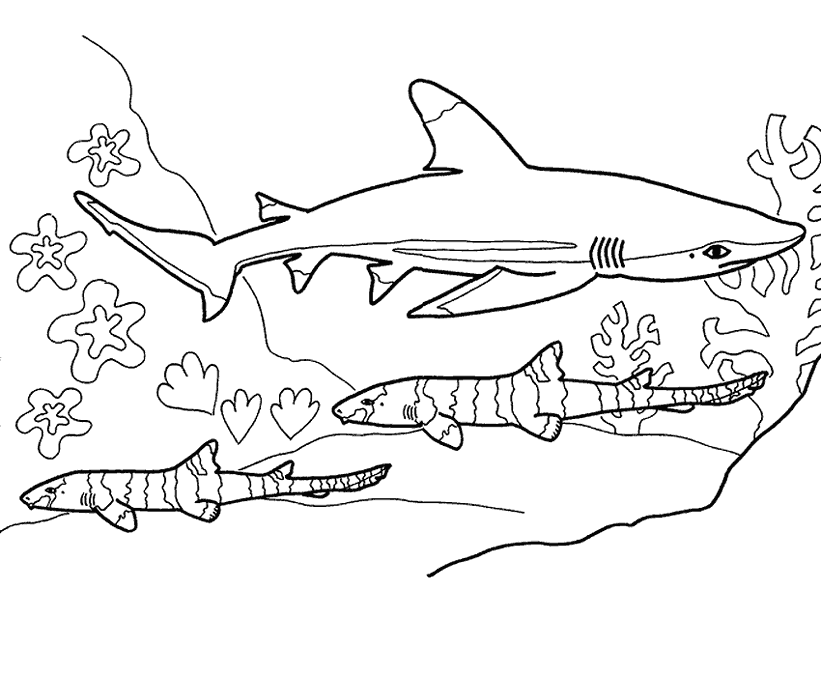 Blue Shark coloring page - Animals Town - Animal color sheets Blue ...