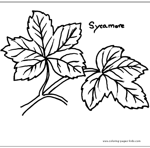 Sycamore Leaf Template - Coloring Home