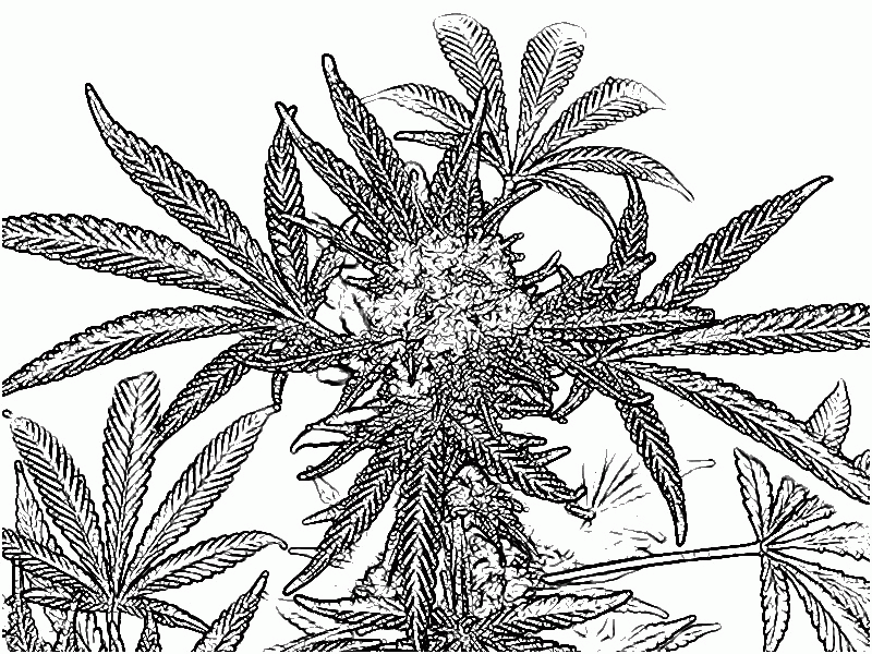 Pot Leaf Coloring Page - Coloring Home
