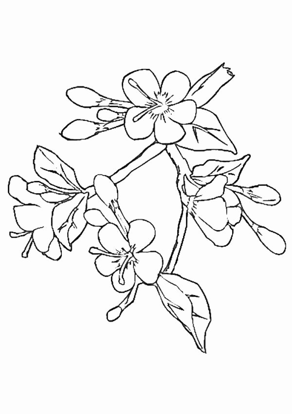 Cherry Blossom Coloring Page Luxury Cherry Blossom Coloring ...