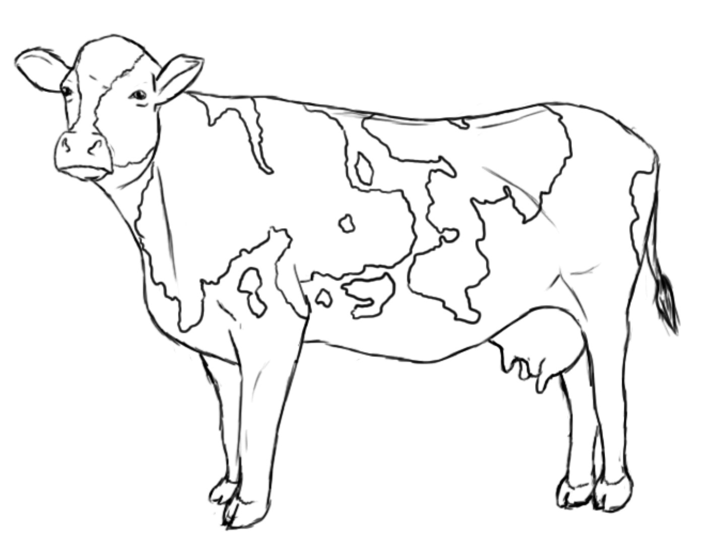 Coloring Pages Of A Cow - Coloring Home