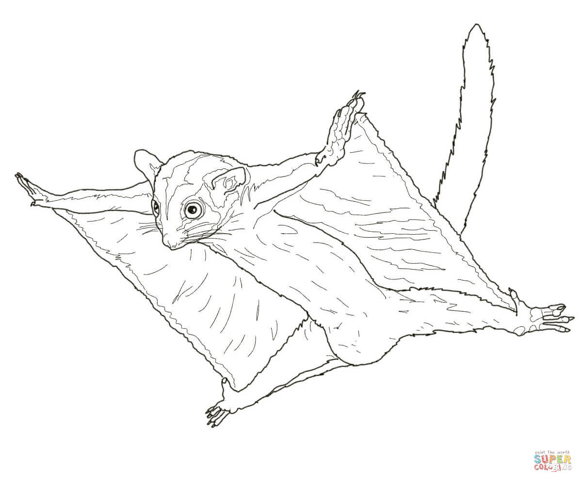 Sugar Glider Possum coloring page | Free Printable Coloring Pages