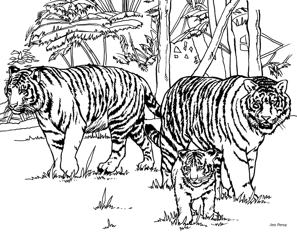 Tiger Coloring Sheet - Coloring Pages for Kids and for Adults