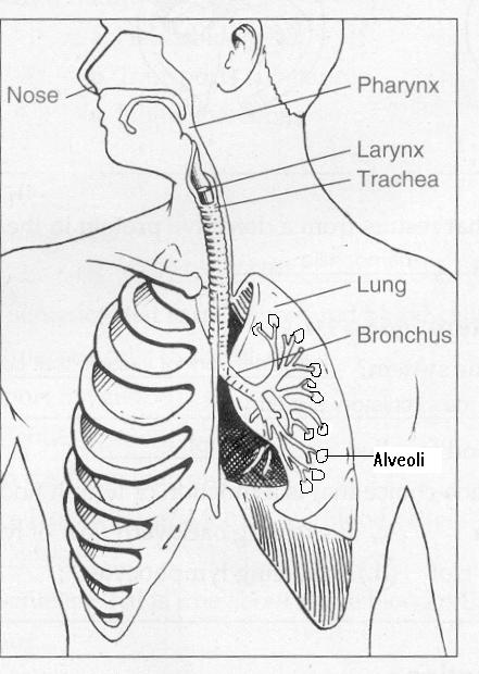 Respiratory System Coloring Pages - Coloring Home
