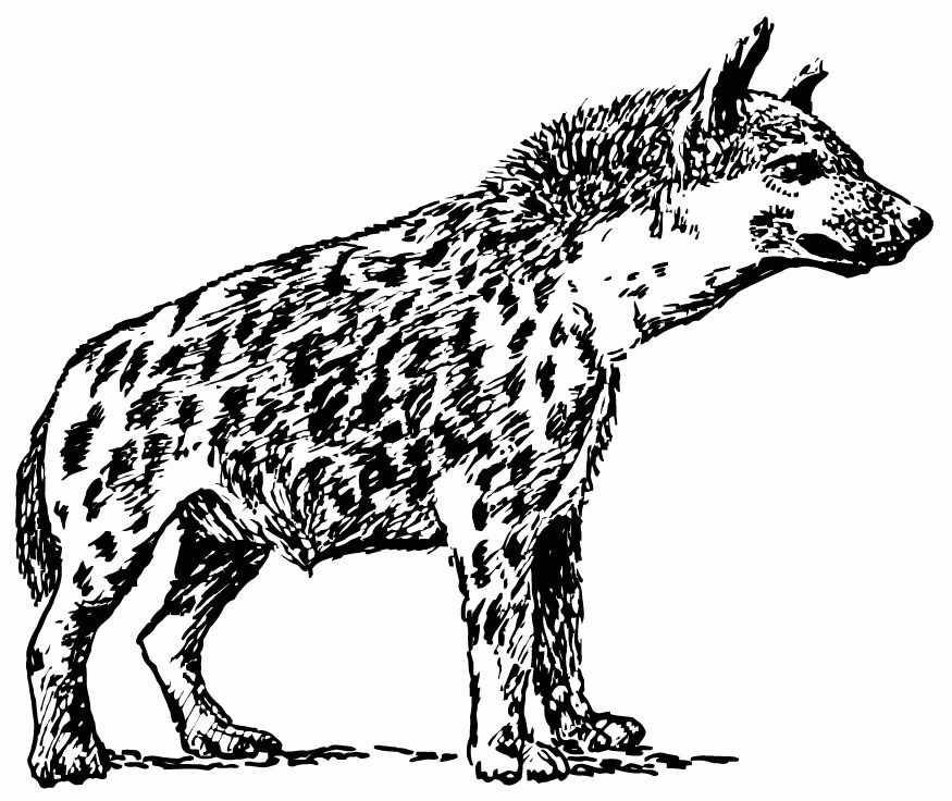 Hyena Cartoon - Cliparts.co