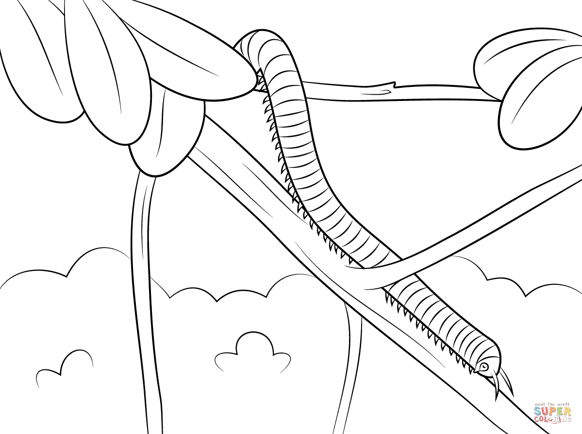 Centipede coloring pages | Free Coloring Pages