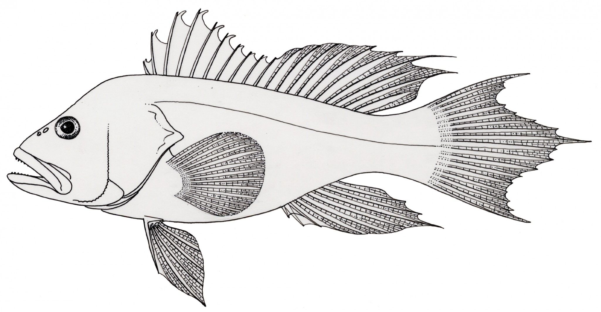 fish coloring pages 6 coloring kids - Gianfreda.net