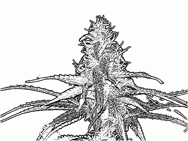 14+ Stoner Coloring Pages Coloring cannabis stoner trippy printable adults books popular artistic leafbuyer leafer cans