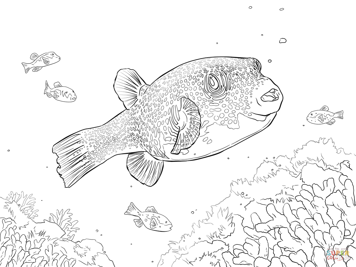 Puffer Fish coloring page | Free Printable Coloring Pages