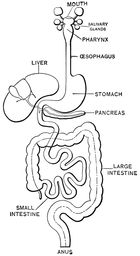 Digestive System Coloring Page Coloring Home