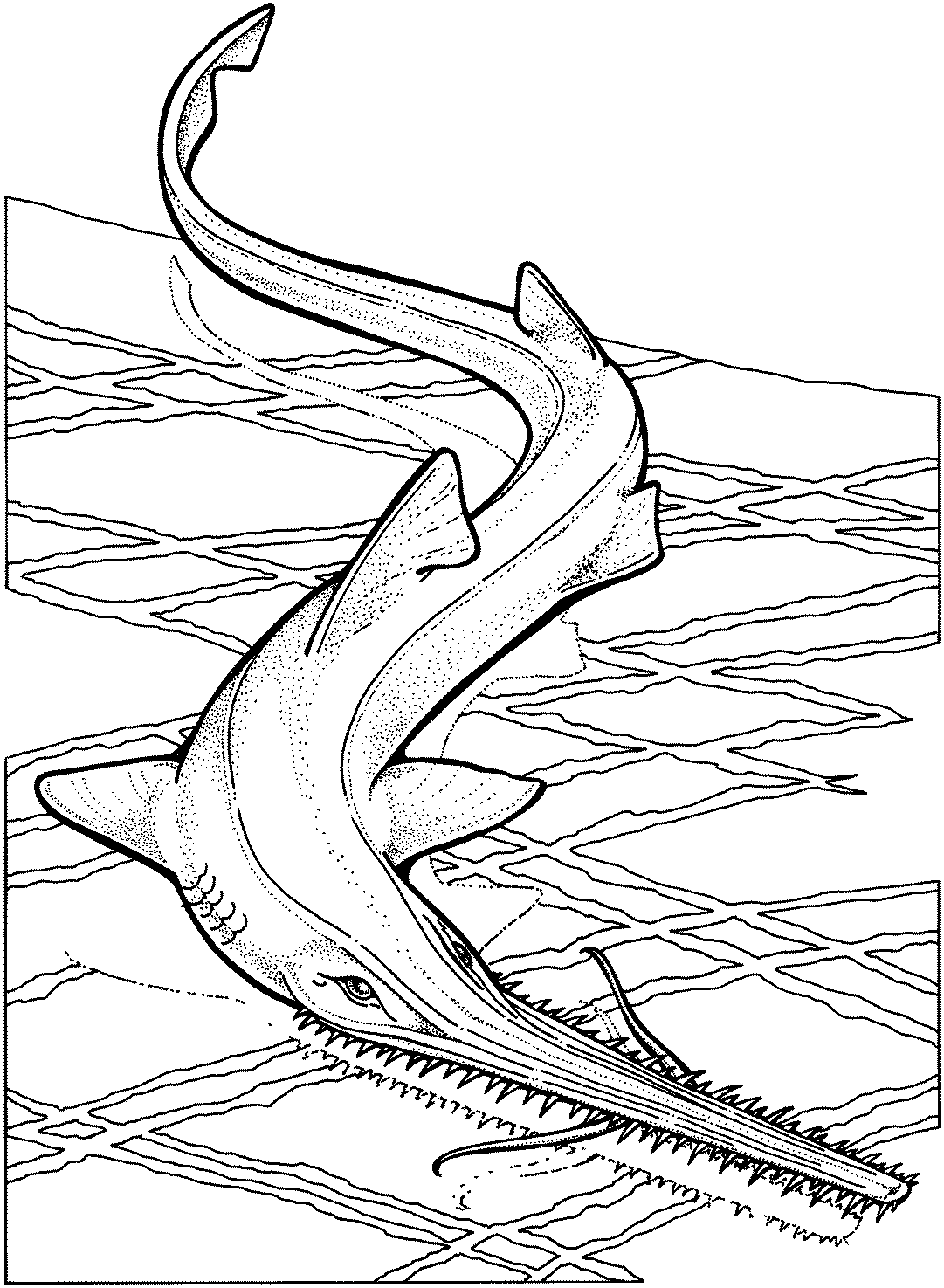 free-shark-coloring-pages-coloring-home