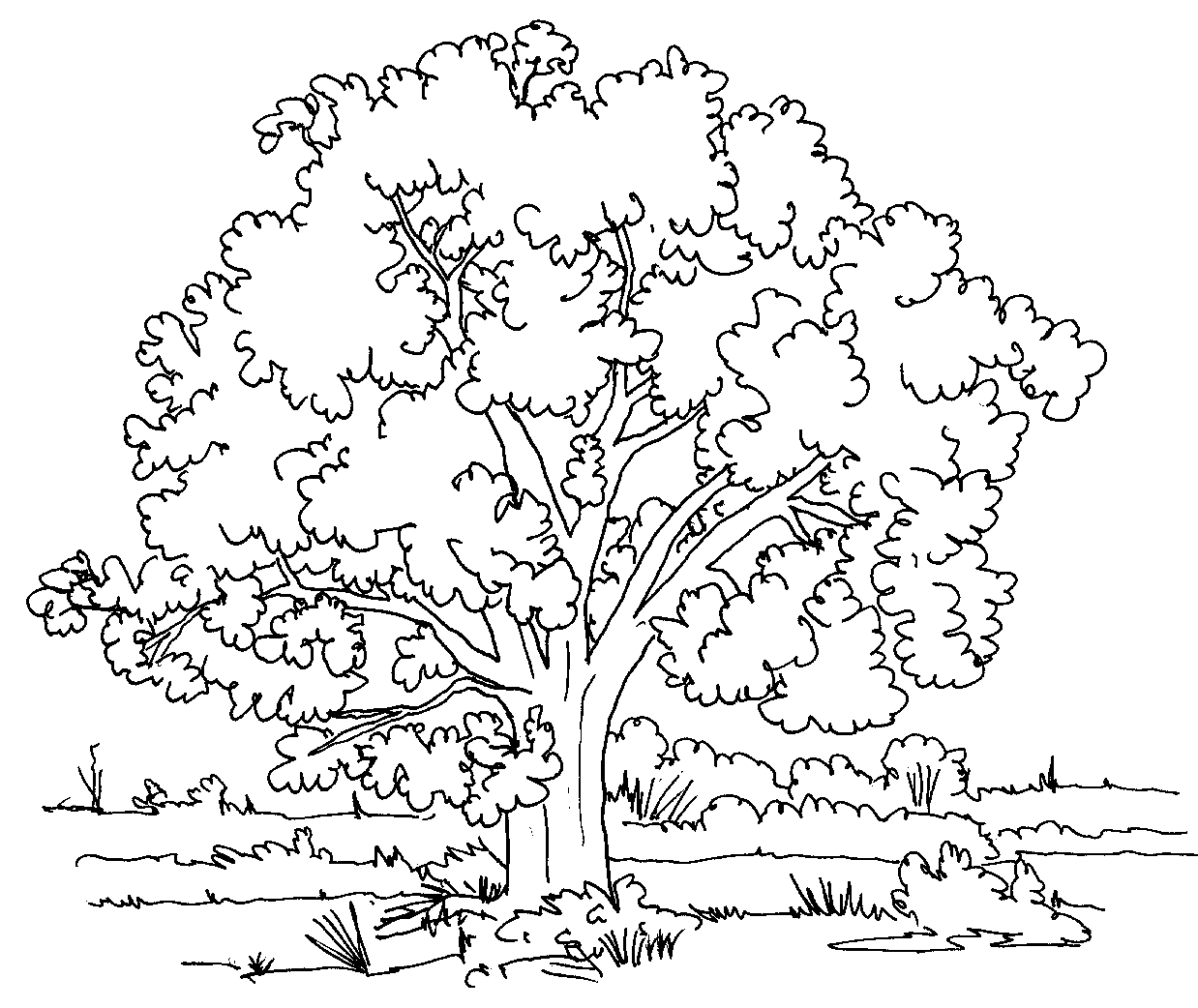 tree coloring pages | Coloring Pages for Kids