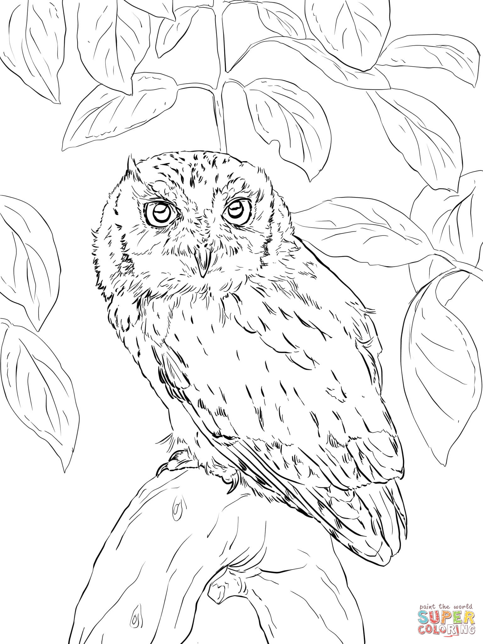 Cute Owl coloring page | Free Printable Coloring Pages
