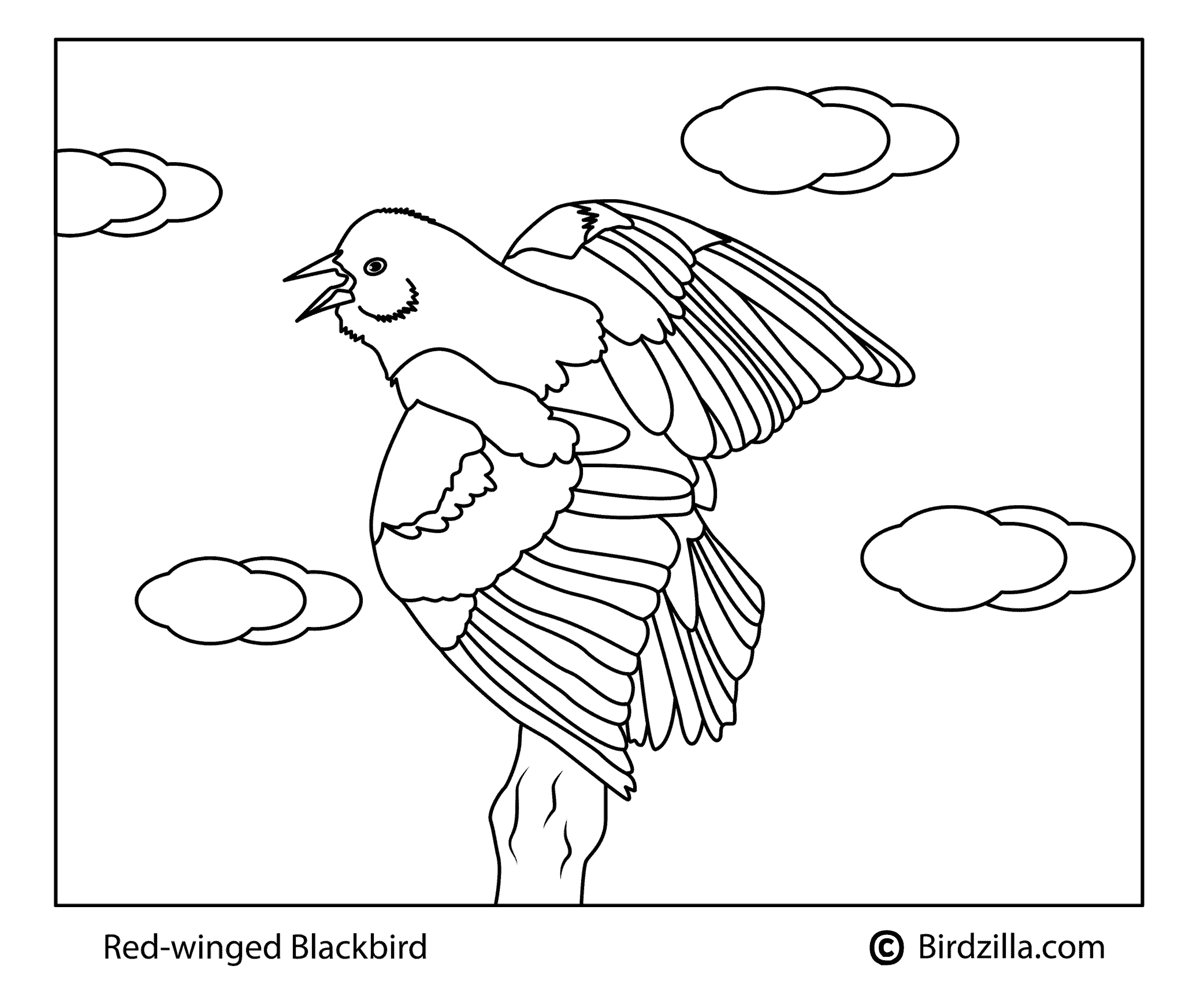 Bird Coloring Pages - 26 Different ...