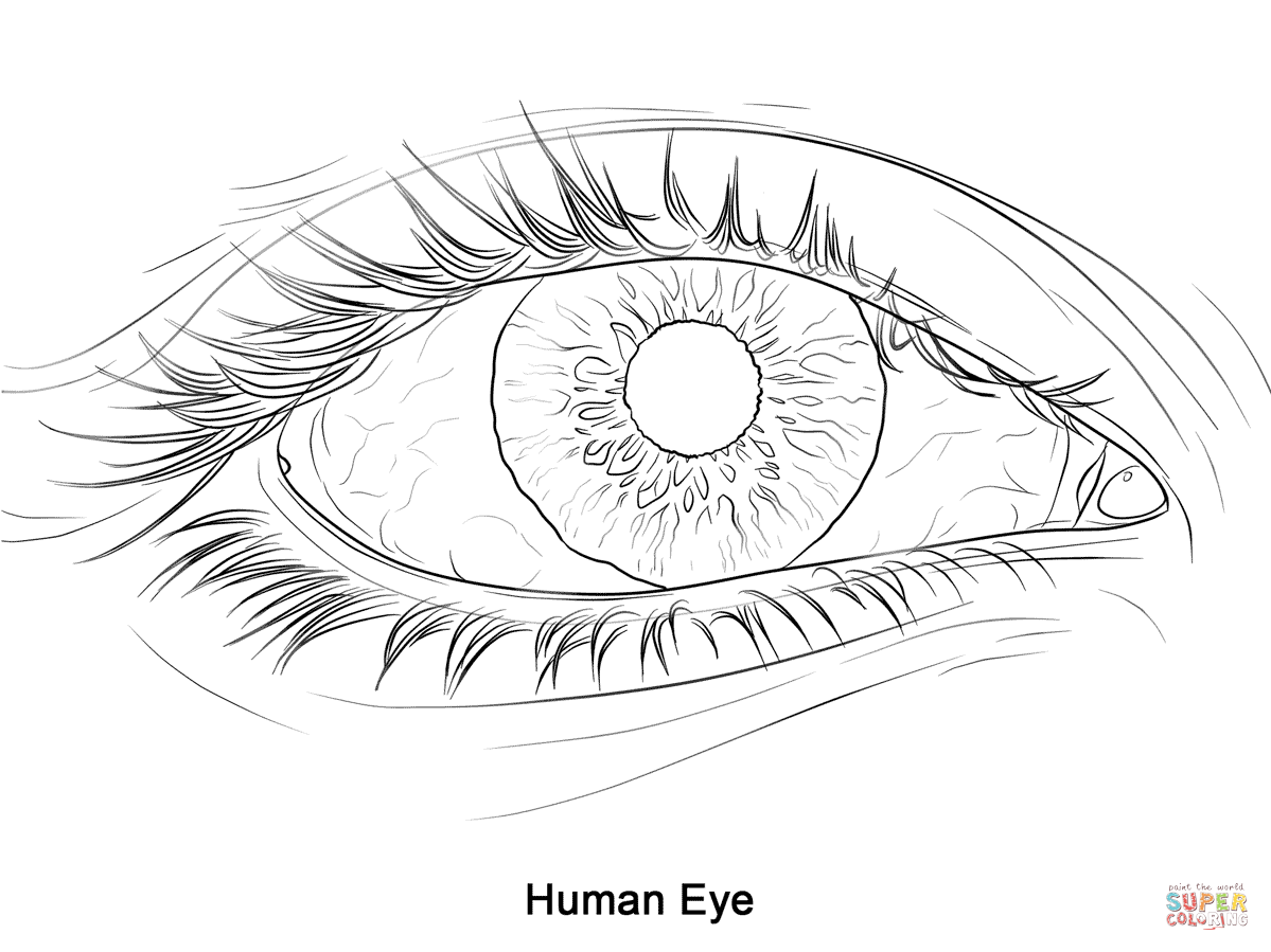 Human Eye coloring page | Free Printable Coloring Pages