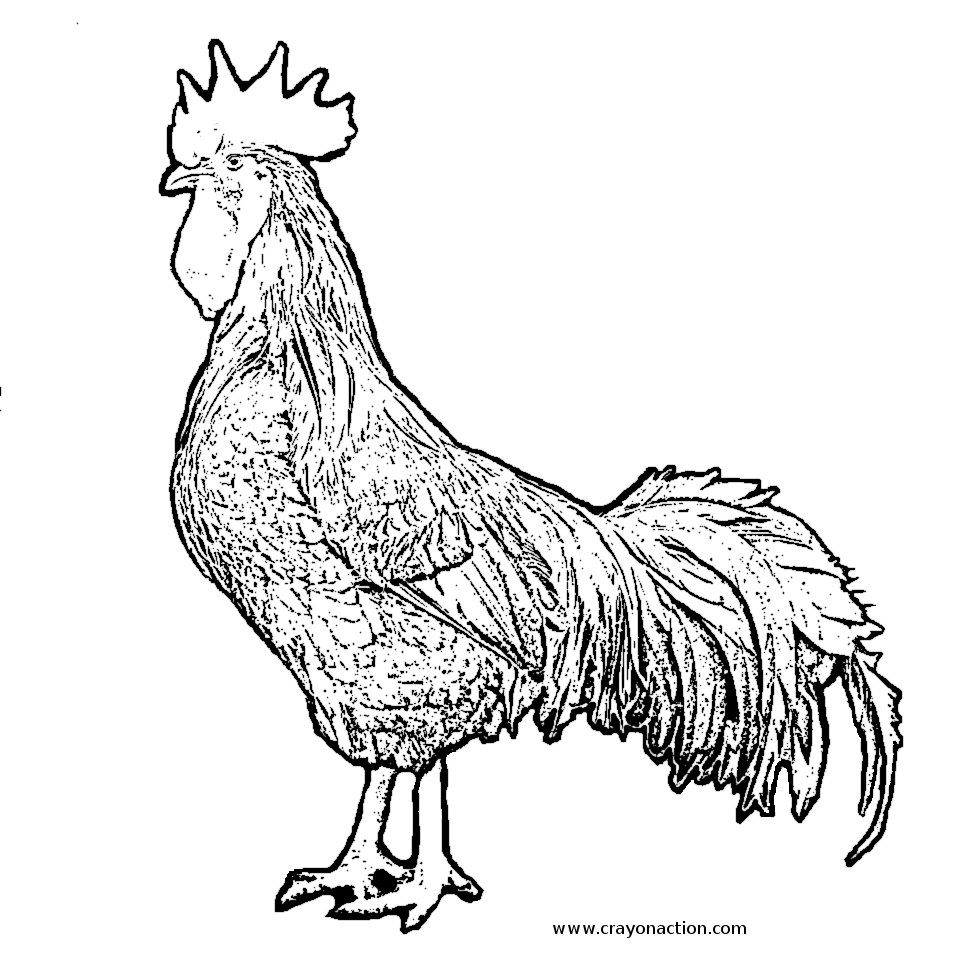 Rooster Coloring Pages. farm animal coloring pages rooster ...