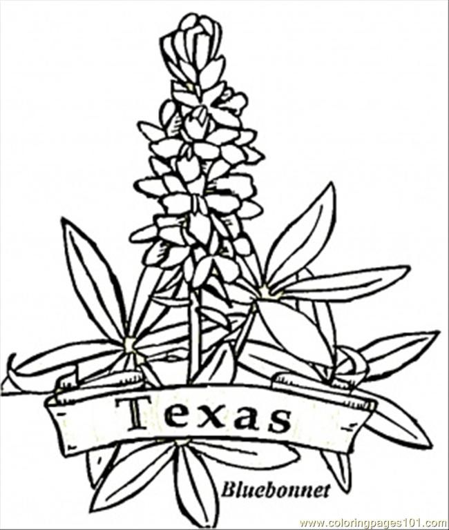 Texas Flowers Coloring Cake Ideas and Designs