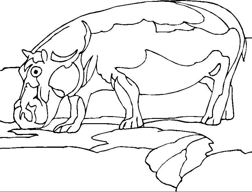 Coloring Page - Hippo animals coloring pages 3
