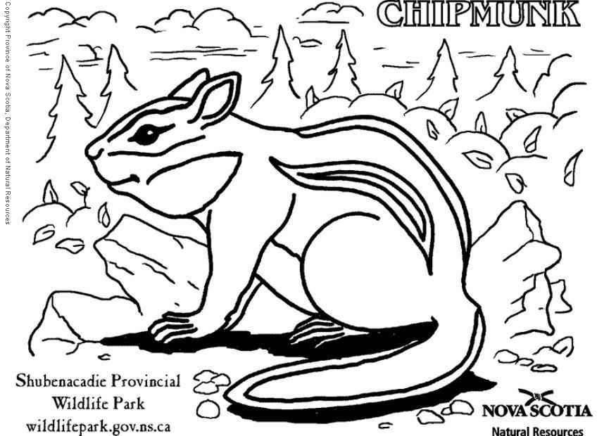 Chipmunk Coloring Page
