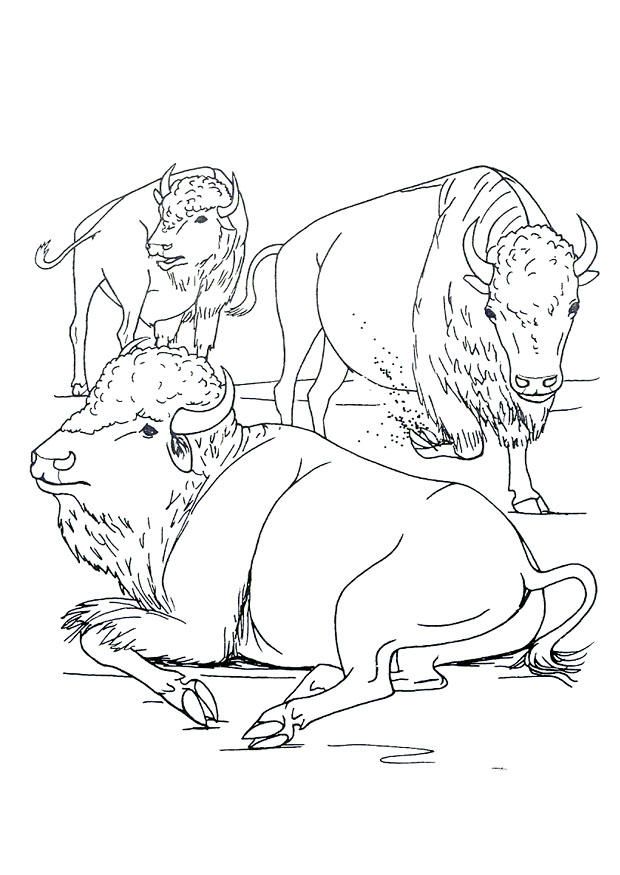Coloring page American bison - img 9920.