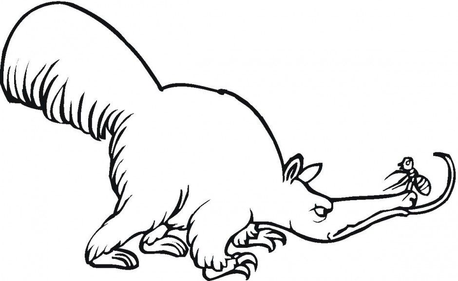 Anteater Coloring Pages For Kids Printable Coloring Sheet 216721 