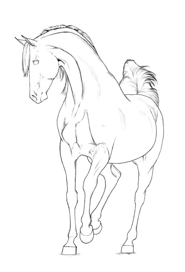 Arabian Horse Coloring Pages Download Free Printable Coloring 