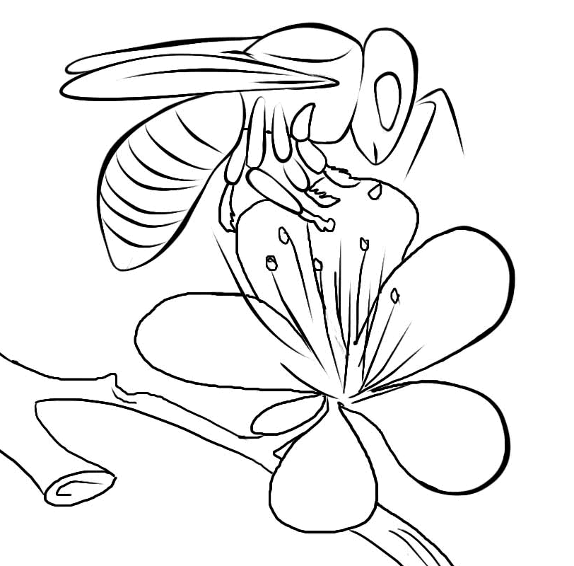Bees and honey Colouring Pages