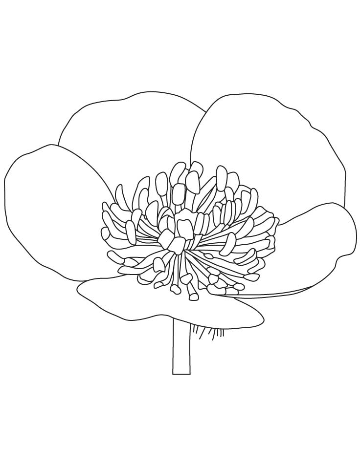 Buttercup flower coloring pages 3 | Download Free Buttercup flower 