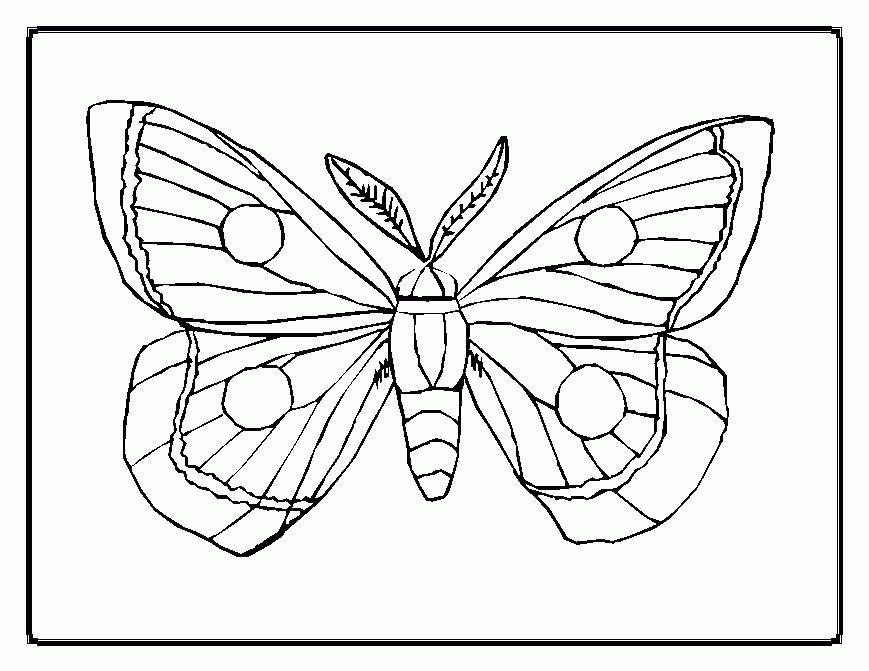 Butterfly Coloring Pages 8 259919 High Definition Wallpapers 