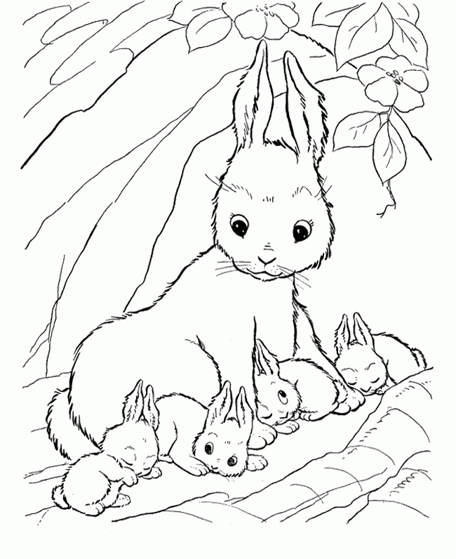 Rabbits Coloring Pages : Baby Rabbit Sleep Coloring Page Kids 