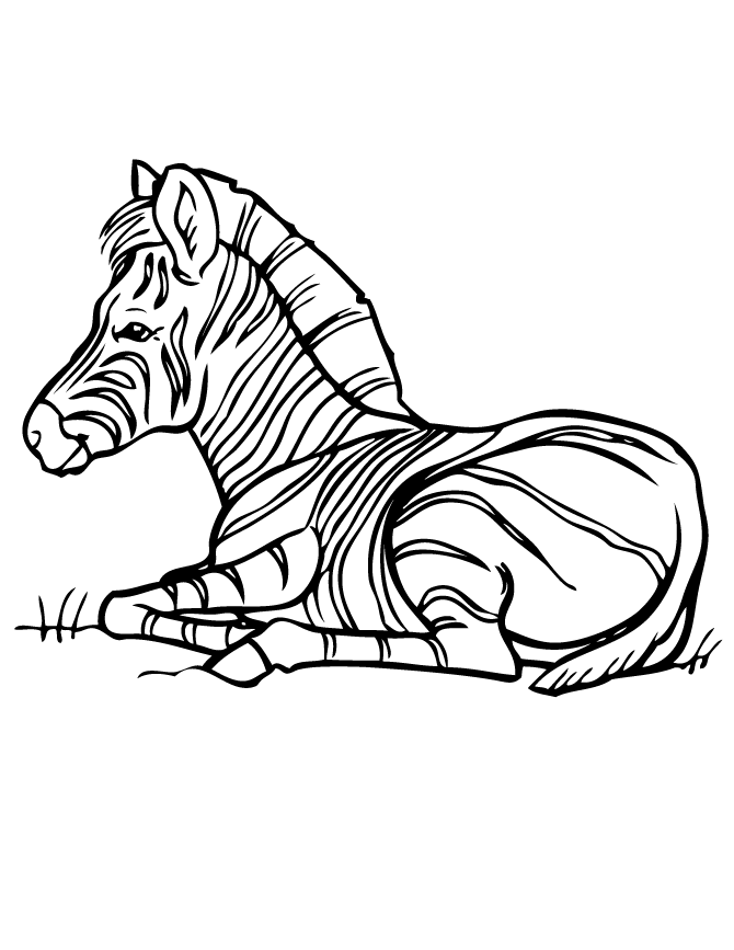 Zebra Coloring Page | HM Coloring Pages
