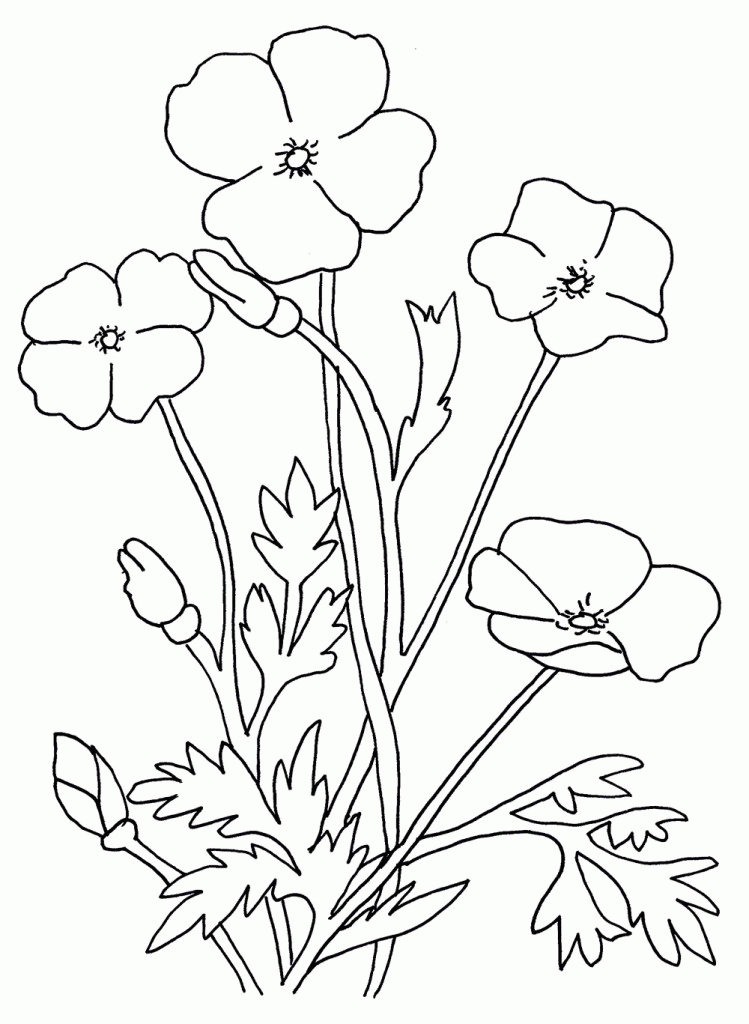 Blank Poppy Flowers Coloring Sheets - deColoring