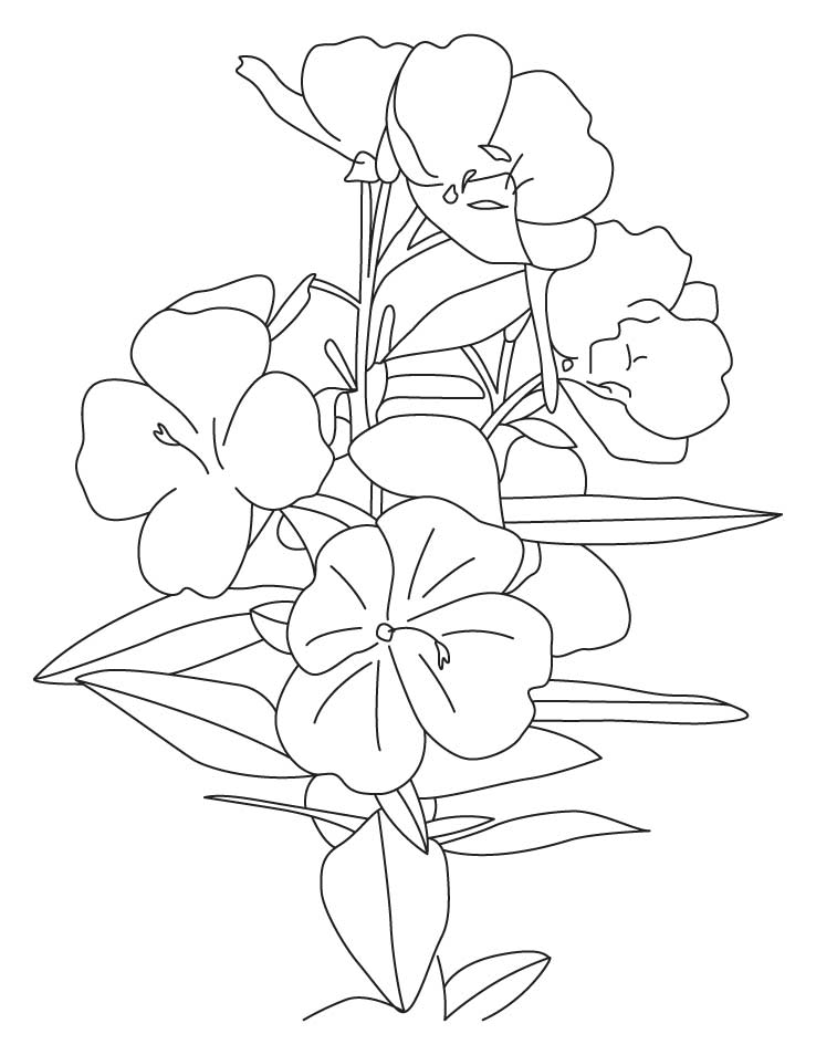 buttercup flower girl Colouring Pages