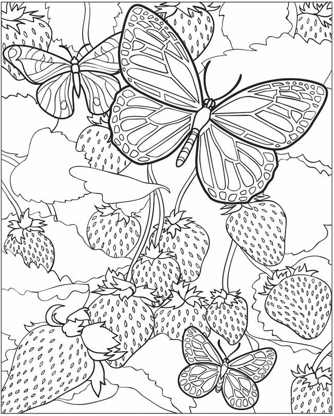 EXPOSE HOMELESSNESS: COLORING BOOK BUTTERFLY (5) FOR OUR HOMELESS 