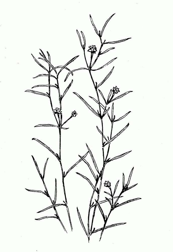 Potamogeton foliosus (leafy pondweed): Go Botany