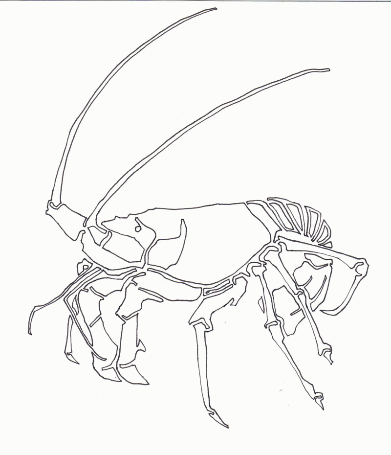 Lobster Drawings | animalgals