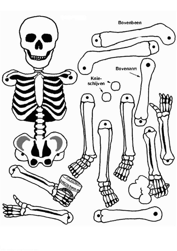 body skeleton Colouring Pages