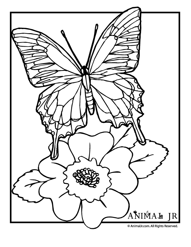 print coloring pages printable for kids