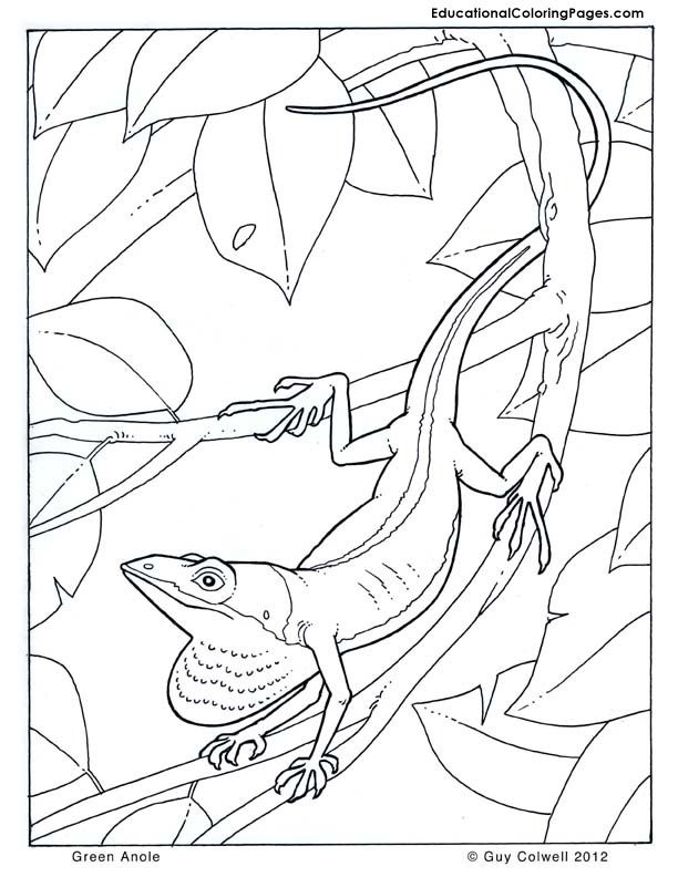 animals coloring sheet | Animal Coloring Pages for Kids